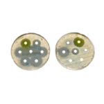 Placas de Antibioticos